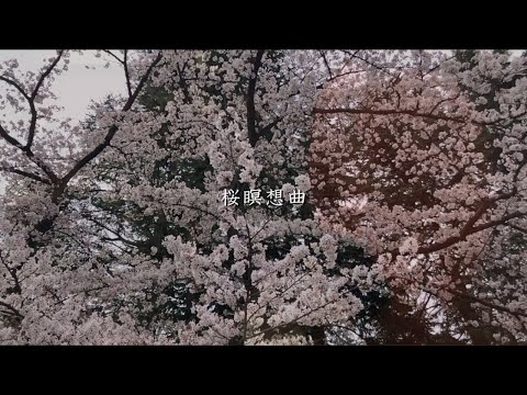 桜瞑想曲（ピアノ＆ドラムデュオ）
