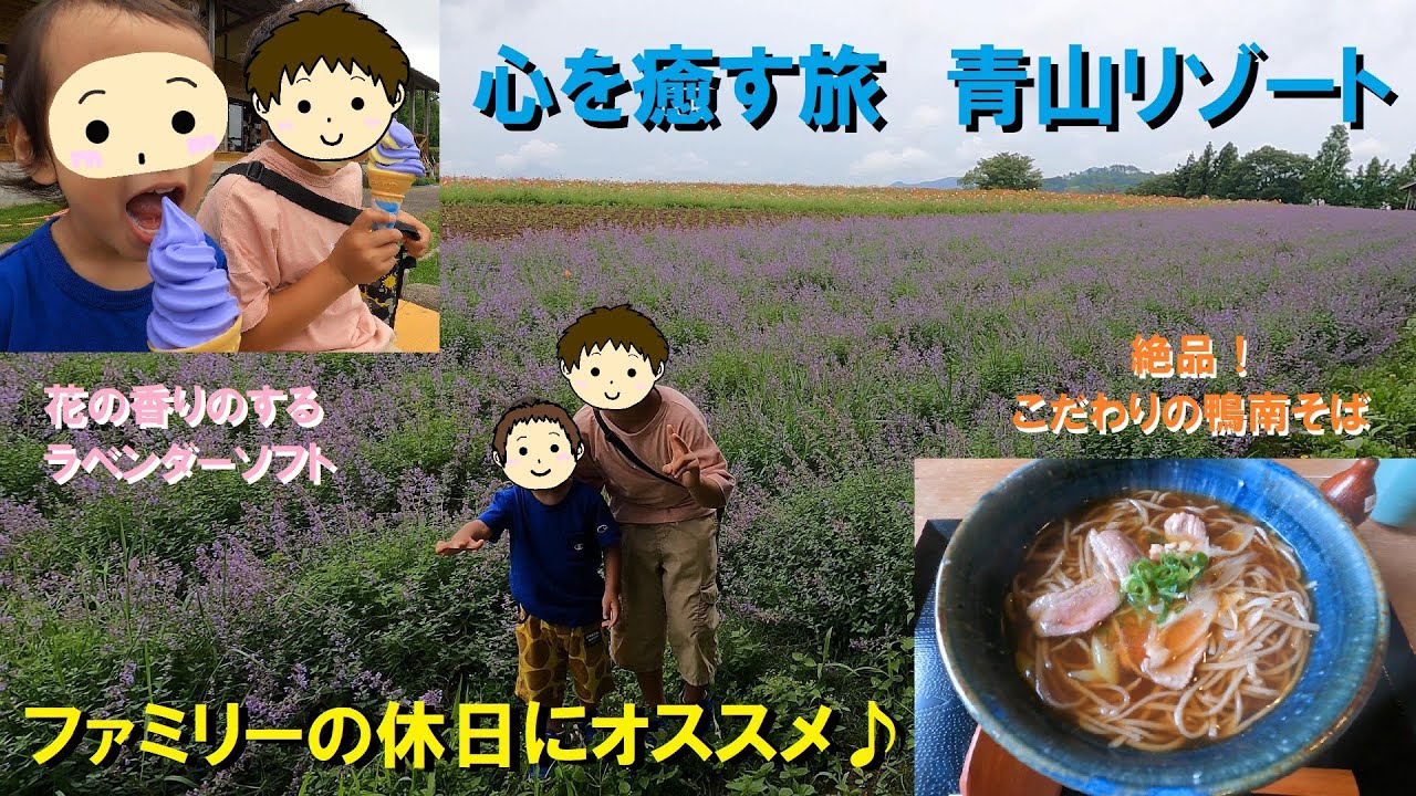 メナード青山リゾート 満開のラベンダーとカモミールみてきた ハーブガーデン 手打ちそば Youtube