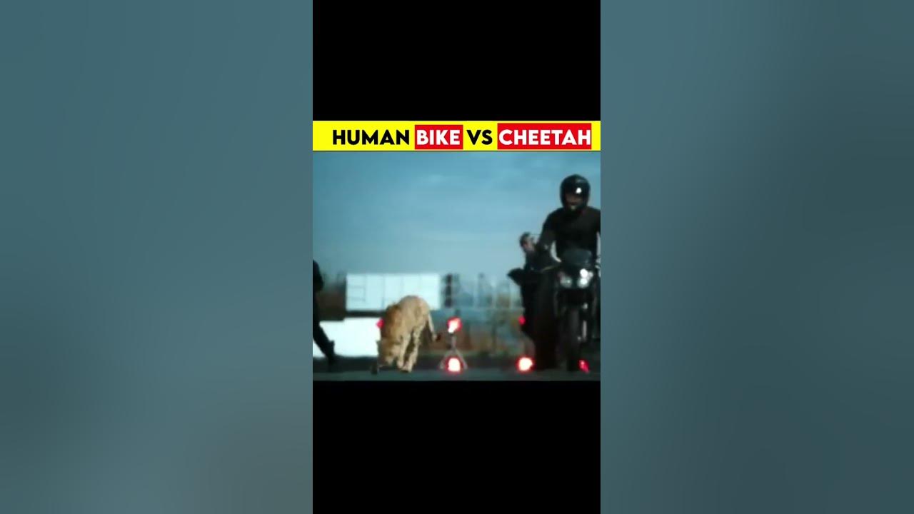 human bike vs cheetah |‎@The Fact ‎@Facts Xpose |#shorts #short - YouTube