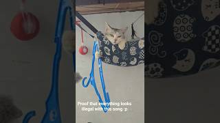 Criminal car 😾 #cat #viral #subscribe #funnycats