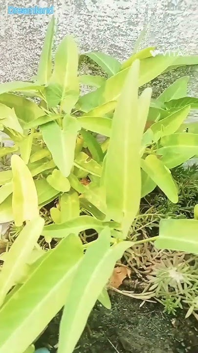 Kolmi sakh | kolmi | sakh | kolmi | shorts - YouTube
