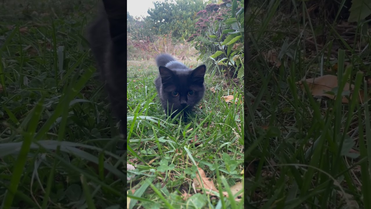 Neko zeros in on a target! 