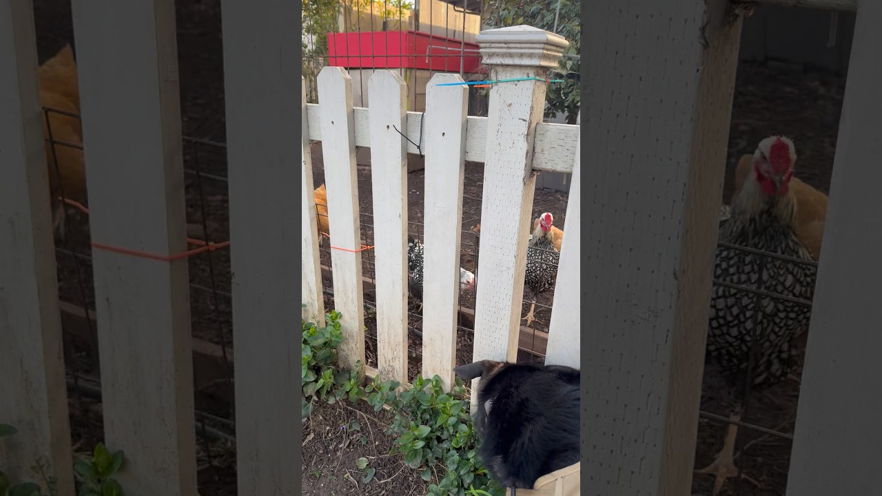 Odin meets some Chickens