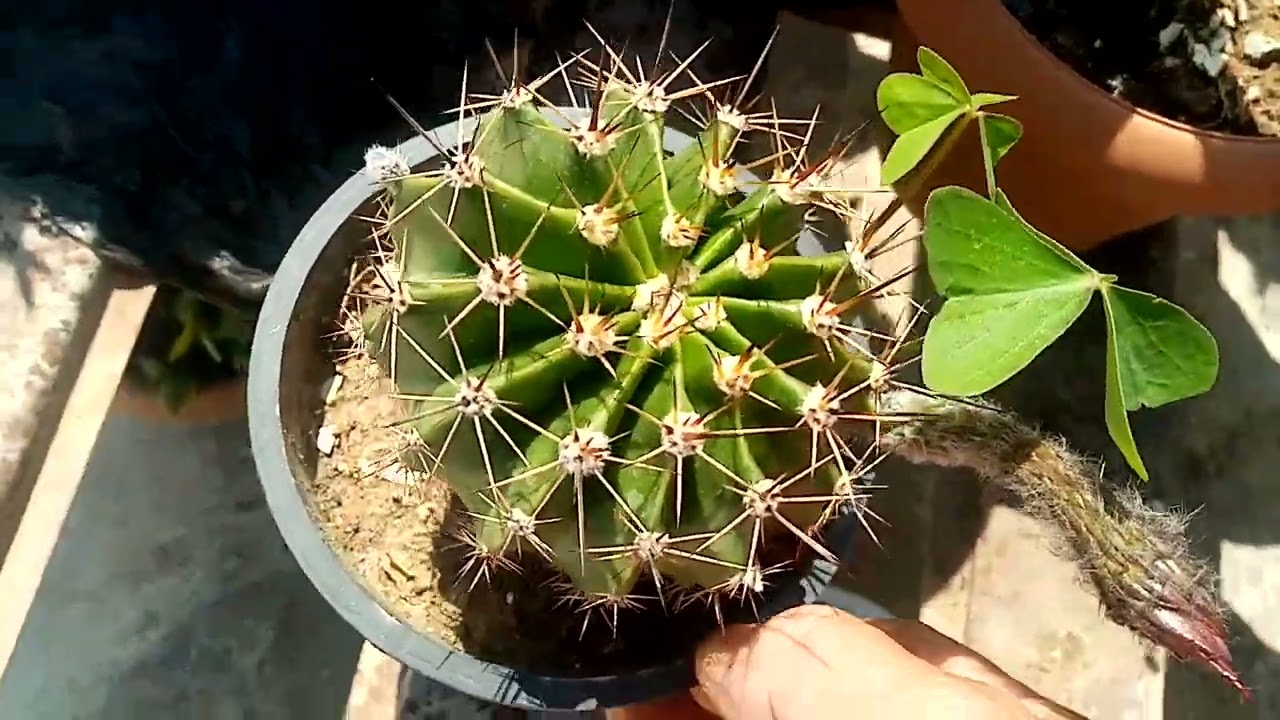 Teras Bahçem enerji depom mutluluğum