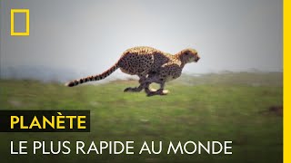 Pour Le Guépard, Il Ne Sagit Pas Seulement De Courir Vite. Il Faut Aussi Mettre Son Butin À Labri