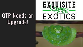 Green Tree Python Enclosure Upgrade