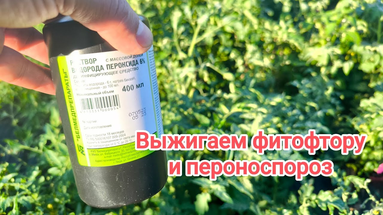 ВЫЖИГАЕТ ФИТОФТОРУ ЗА 1 РАЗ! ВСЕ СРЕДСТВА ОТ ФИТОФТОРЫ. Не химия. Нулевой срок ожидания.