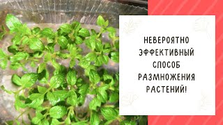 картинка: ЭТО УДИВИТЕЛЬНО! НОВОЕ НАПРАВЛЕНИЕ В РАЗМНОЖЕНИИ РАСТЕНИЙ!