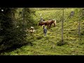 Almen in Österreich: Vom Leben mit der Natur