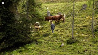 Almen in Österreich: Vom Leben mit der Natur