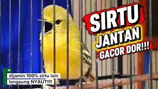 Sirtu Gacor 100% Bikin Emosi Lawan Dijamin Langsung Nyaut‼️Sirtu Cipoh Cipow Gacor Full Isian