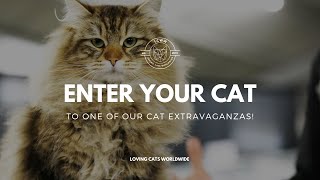 How to enter your Cat into one of our Cat Extravaganzas!