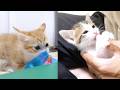 ワイルド姉子猫と野性味ゼロの弟子猫【赤ちゃん猫　保護猫】