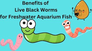 Benefits Of Live Black Worms