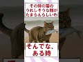 【2ch面白いスレ】ネッコと釣り人の物語#2ch #2ch面白いスレ #猫