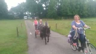 Shetlander Ruin Diggle Voor De 2De X Voor De Sulky