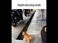 hmm 🤔 #meme #funny #shorts #blikomang #cat #kucing #animals #shortsvideo