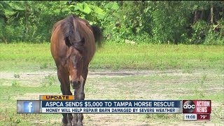 Update: ASPCA sends $5,000 to Tampa horse rescue to help repair the barn damage by severe weather