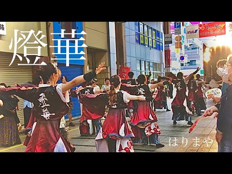香川大学よさこい連風華 第70回よさこい祭り はりまや橋競演場 2023年度演舞『燈華』