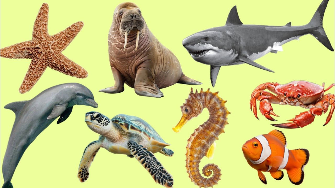 Learn Names And Sounds Ocean Animals For kids | Ocean Animals Names And Sounds For Kids In English