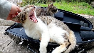 海外逃亡！？猫達が楽器ケースの中でくつろぐ