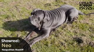 Dog Training: Neo (Neapolitan Mastiff)  Down, Over, Stay, Speak