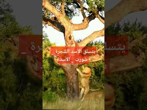 يتسلق الأسد الشجرة شورت الأسد