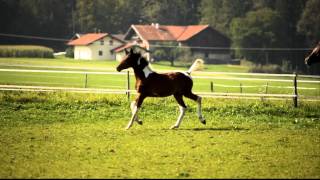 Download Lagu Nayla FA MP3