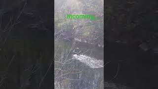 incoming #geese #rockdale #pennsylvania #fyp