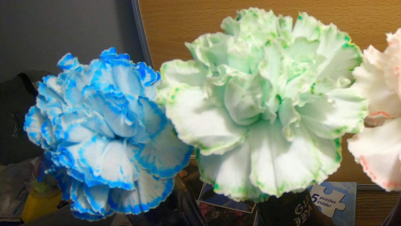 Carnations in colored water YouTube