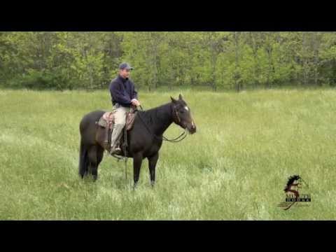 How To Keep Your Horse From Eating