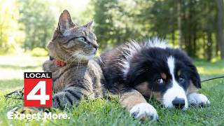Why wildfire smoke hits your pets harder than it hits you and how to keep them safe