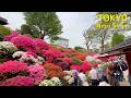 Tokyo It's like stepping into a fairy tale with the azalea festival at Nezu Shrine 【根津神社】