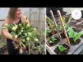 Propagating dahlias tulip harvesting and spring chores  green bee floral co