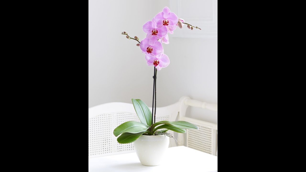 Орхидея гуллини парвариши ва черинка килиниши