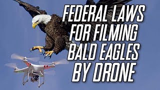 Federal Laws You Need to Know when Filming Bald Eagles with a Drone