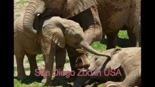 san diego zoo map | san diego zoo tickets | san diego resort in USA