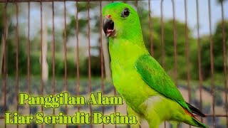 Suara Panggilan Alam Liar Serindit Betina Ini Cukup Untuk Memancing Emosi Serindit Lain Jadi Bunyi