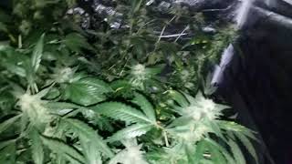 Magic City Series EP.5 | Early Budshots | Lil Groboy