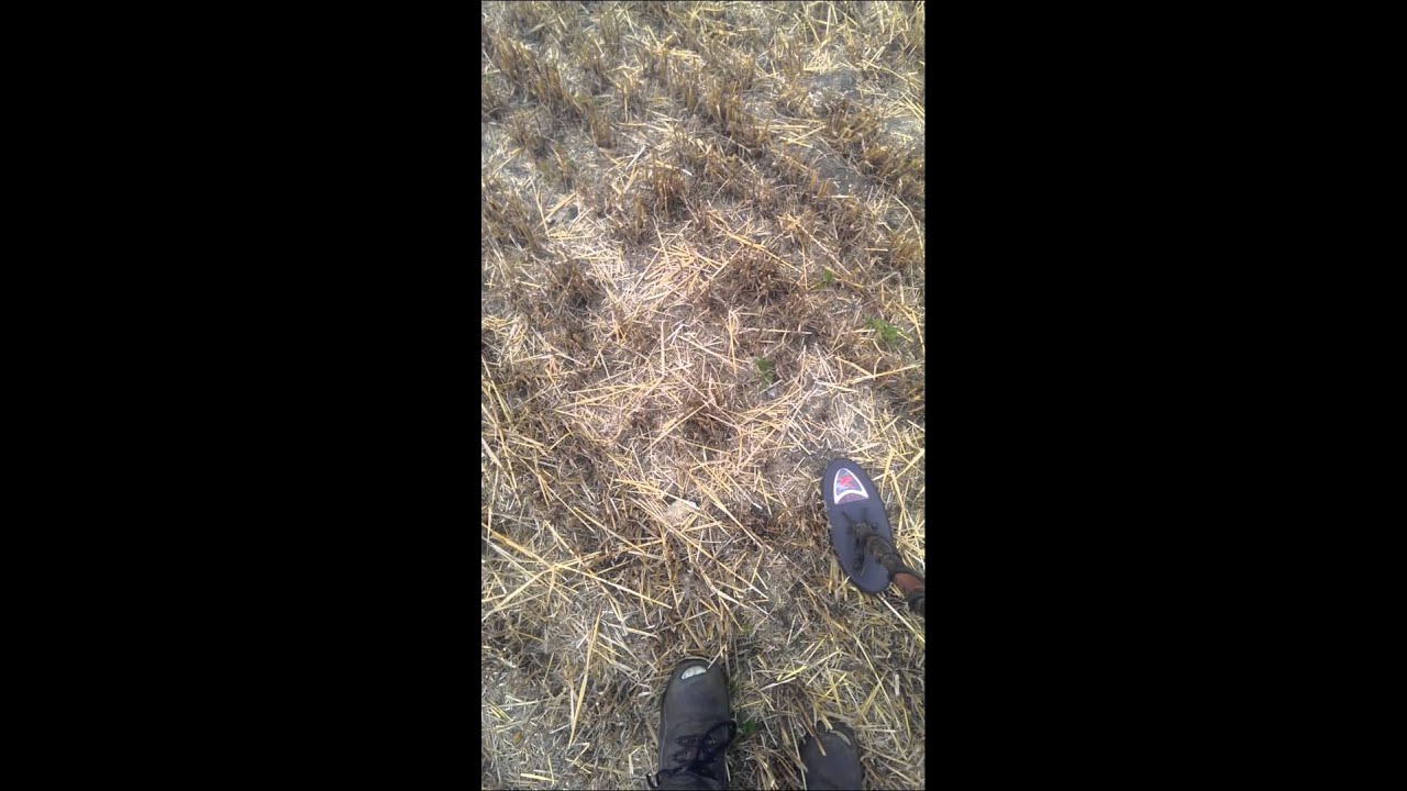 Xp goldmaxx power v4