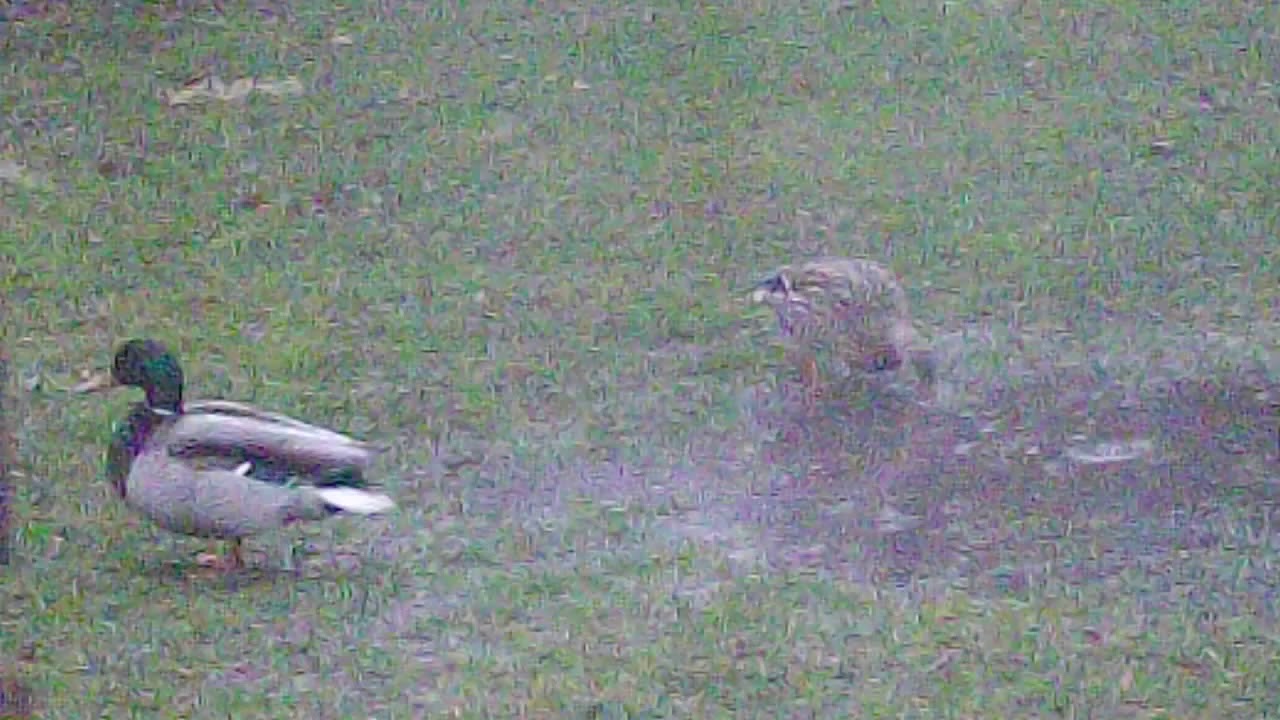 Ducks in the yard YouTube