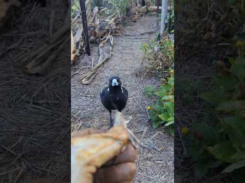 Dad Aussie Magpie gets a grasshopper #birds #wildlife #australia