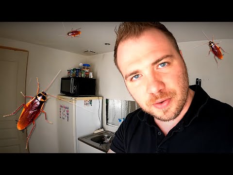 Cafards chez une famille nordiste : mon intervention filmée