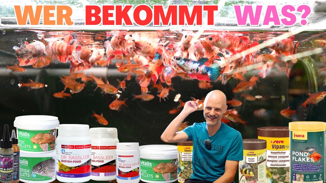 Welches Fischfutter für welchen Fisch? Unsere Geheimtipps!