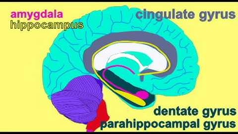 BRAIN: LIMBIC SYSTEM