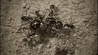 Муравьи очень сильно заняты муравьиными делами