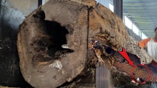 Hollow Wood Infested with Venomous Animal in Sawmill