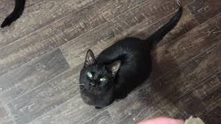 How To Tell If Your Cat Is Blind How Blind Cats Cat