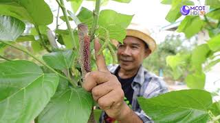 คนไทยหัวใจเกษตร 27 กรกฎาคม 2563 B2
