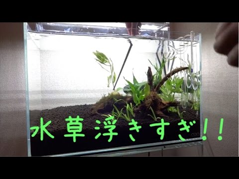 45cm水槽立上げ 初心者過ぎる植え方 汗 水草を追加します Youtube